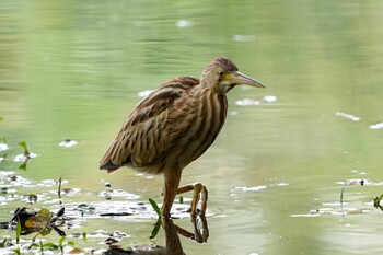 2021年11月28日(日) シンガポール植物園の野鳥観察記録