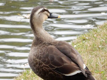 Eastern Spot-billed Duck Unknown Spots Fri, 4/14/2017