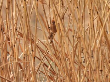 Vinous-throated Parrotbill 奥林匹克森林公園(北京) Sun, 11/28/2021