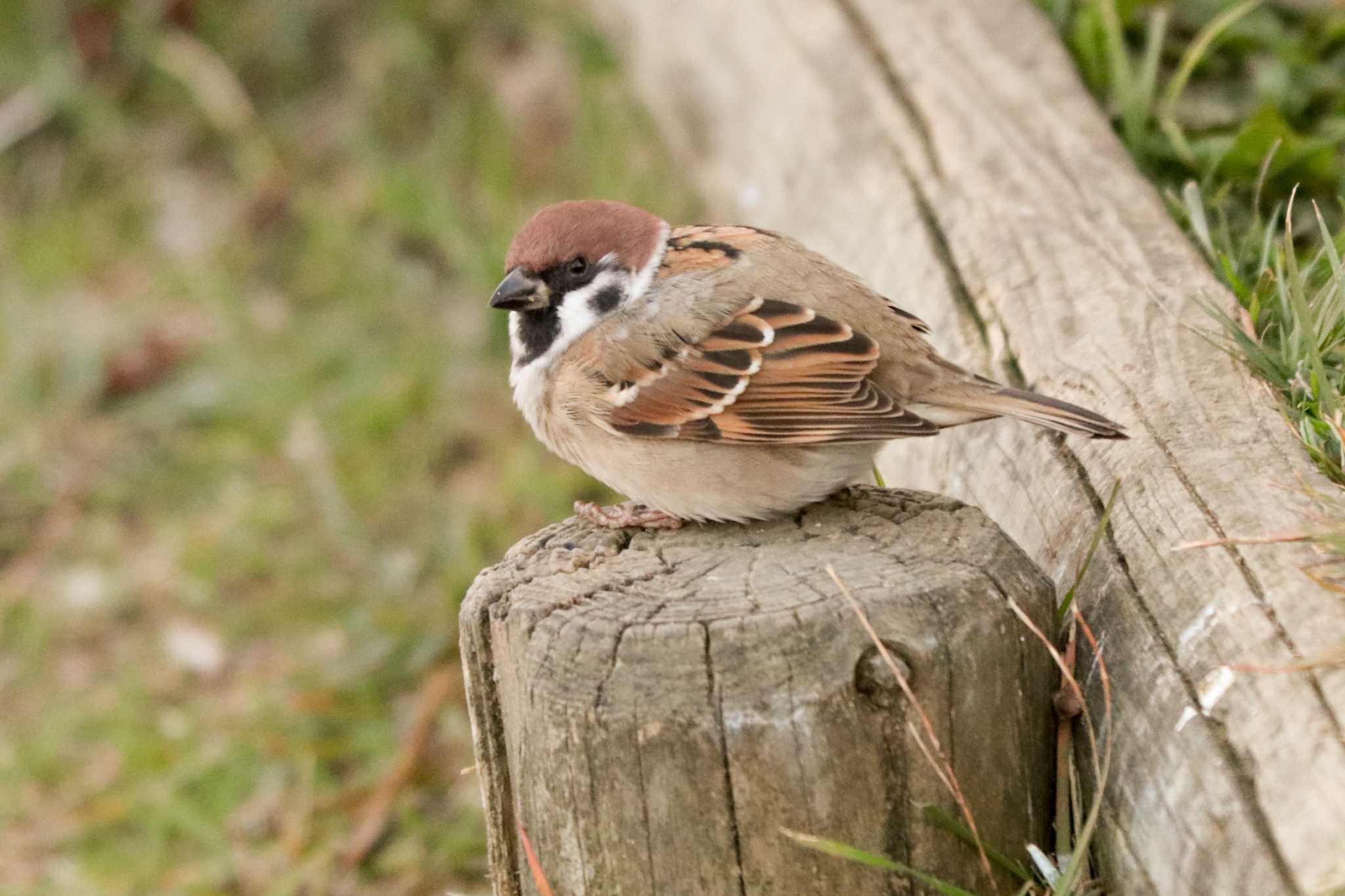 Eurasian Tree Sparrow