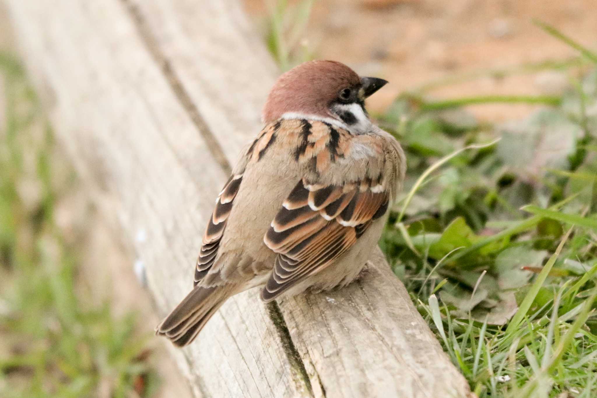 Eurasian Tree Sparrow