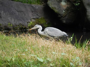 Grey Heron Koishikawa Korakuen Fri, 4/14/2017