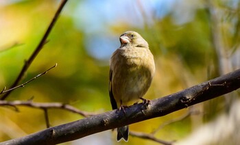 アオカワラヒワ  ふなばしアンデルセン公園 2021年11月28日(日)