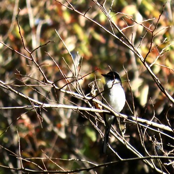 2021年11月28日(日) 狭山丘陵の野鳥観察記録