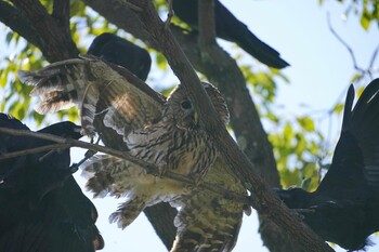 Sun, 11/28/2021 Birding report at 千里南公園