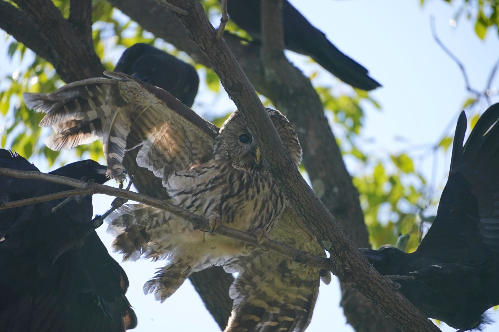 Ural Owl