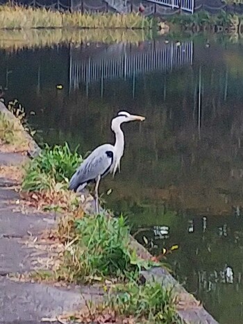 Grey Heron 上原堤宗旦池 Mon, 11/19/2018