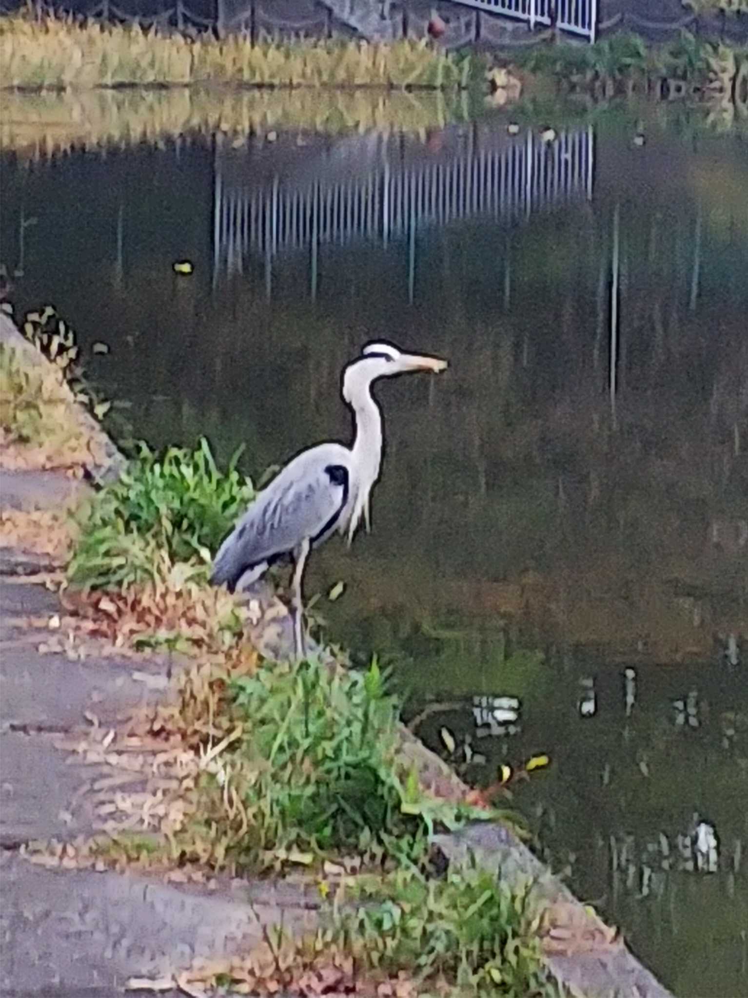 Photo of Grey Heron at 上原堤宗旦池 by つちいなご