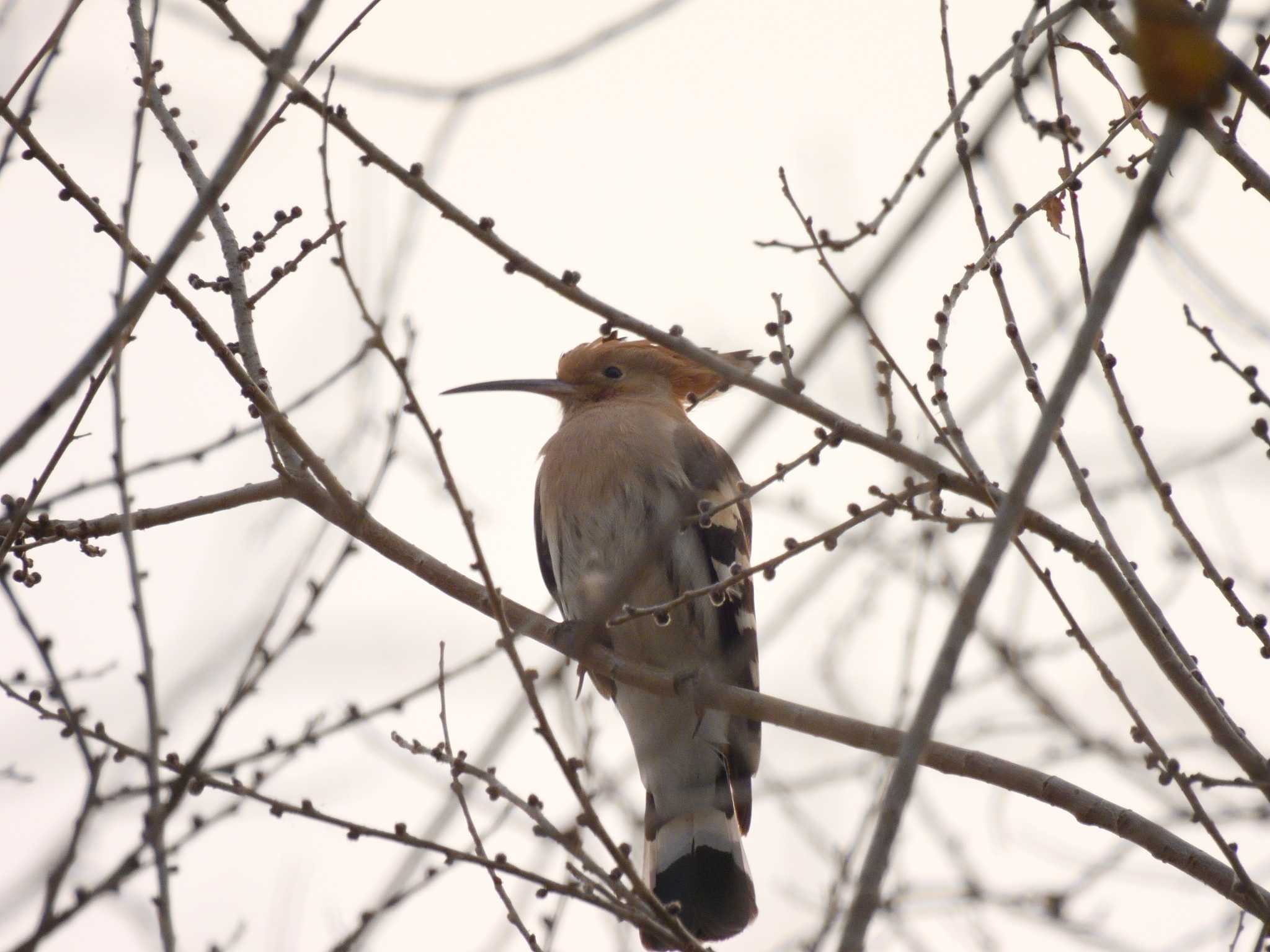 Eurasian Hoopoe