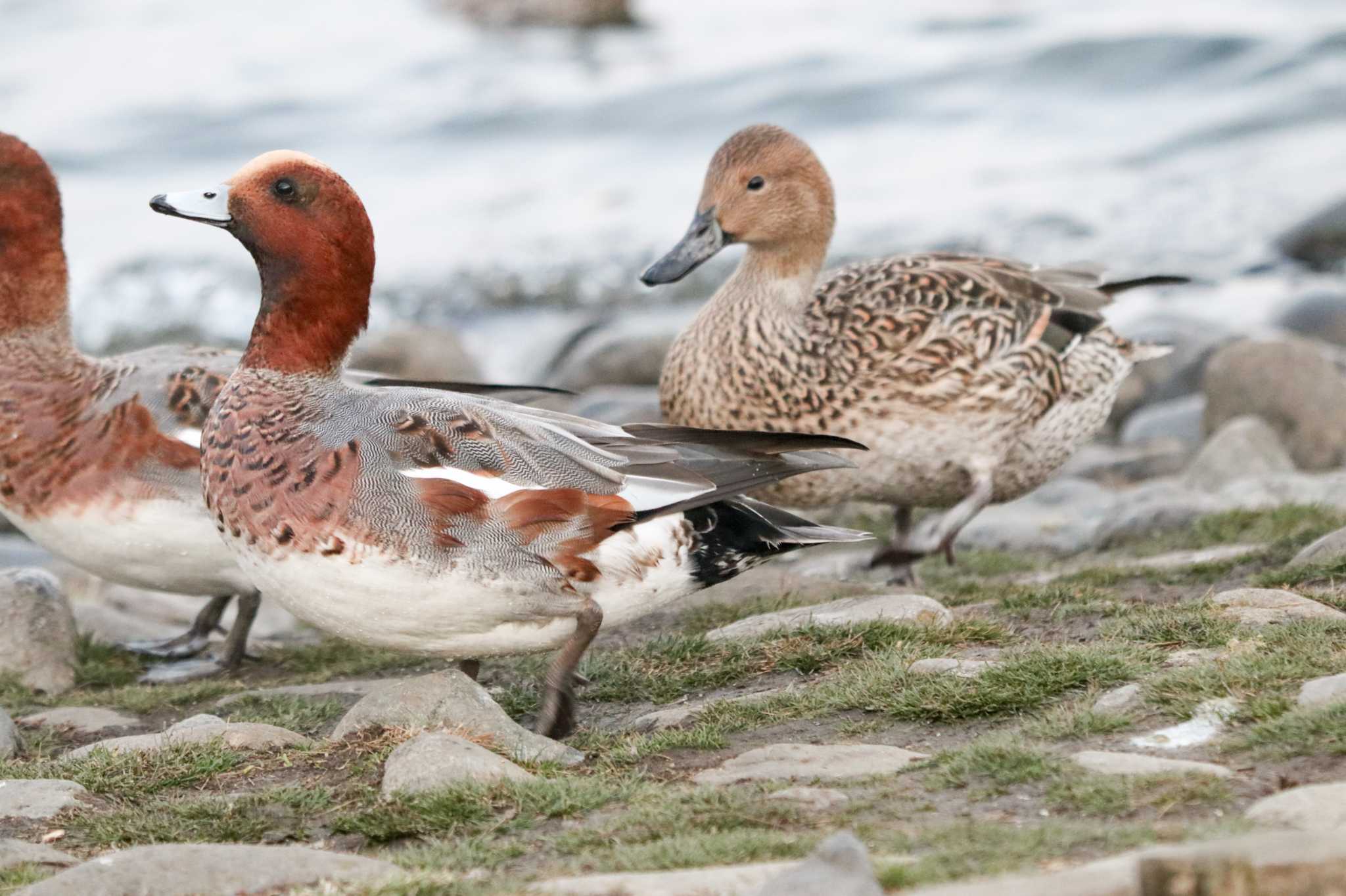 Eurasian Wigeon