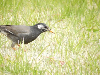 White-cheeked Starling Koishikawa Korakuen Fri, 4/14/2017