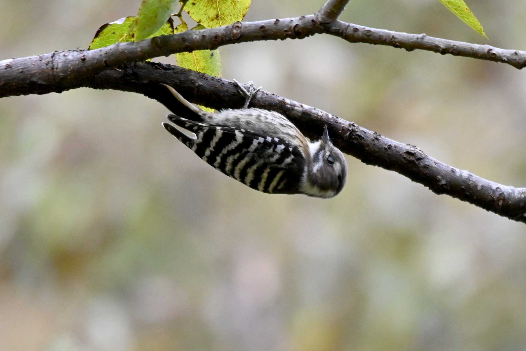 Photo of Japanese Pygmy Woodpecker at おかざき自然体験の森 by ポッちゃんのパパ