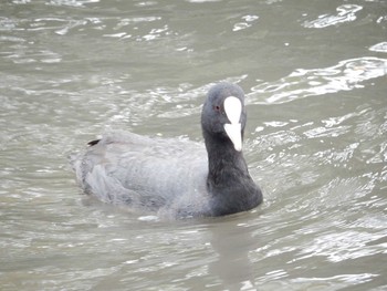 Eurasian Coot Koishikawa Korakuen Fri, 4/14/2017