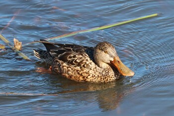 Sun, 11/28/2021 Birding report at 金井遊水地(金井遊水池)