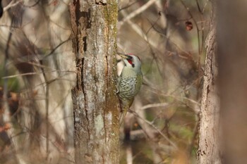 Sun, 11/28/2021 Birding report at 丸火自然公園