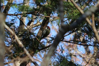 Japanese Green Woodpecker 丸火自然公園 Sun, 11/28/2021