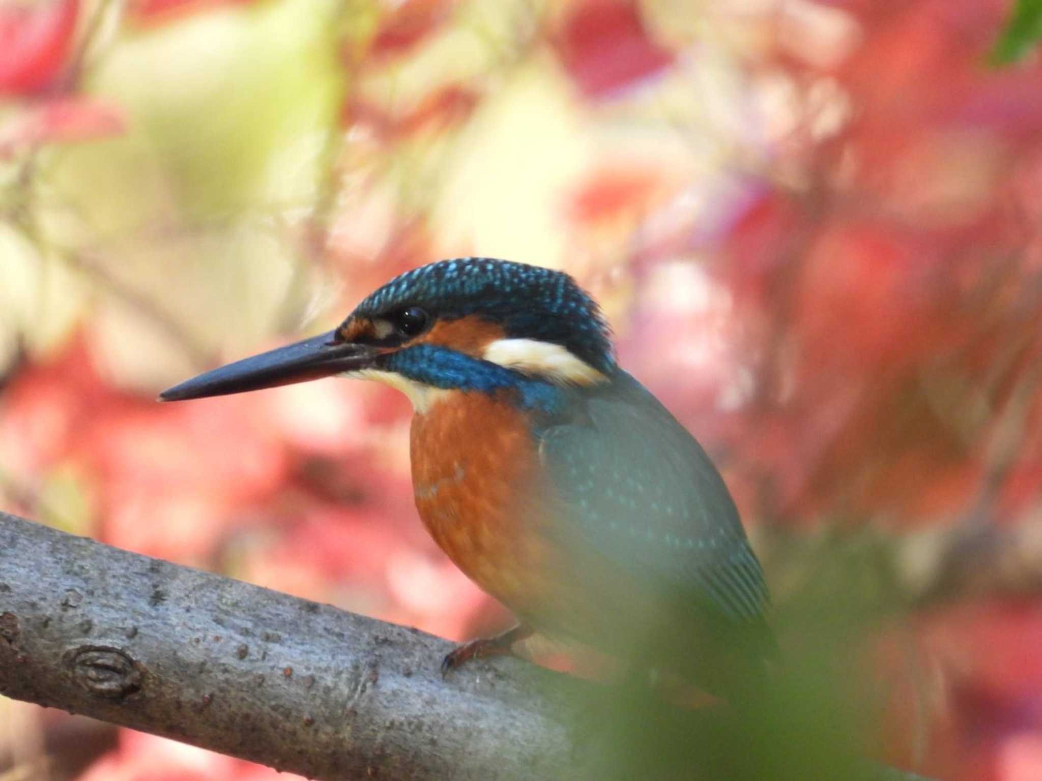 石神井公園 カワセミの写真 by TGUISS生の野鳥記