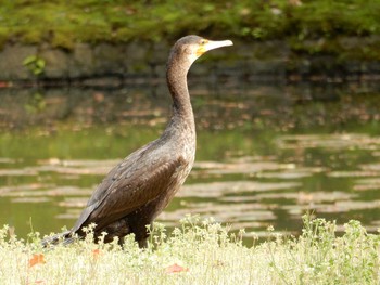 Great Cormorant Koishikawa Korakuen Fri, 4/14/2017