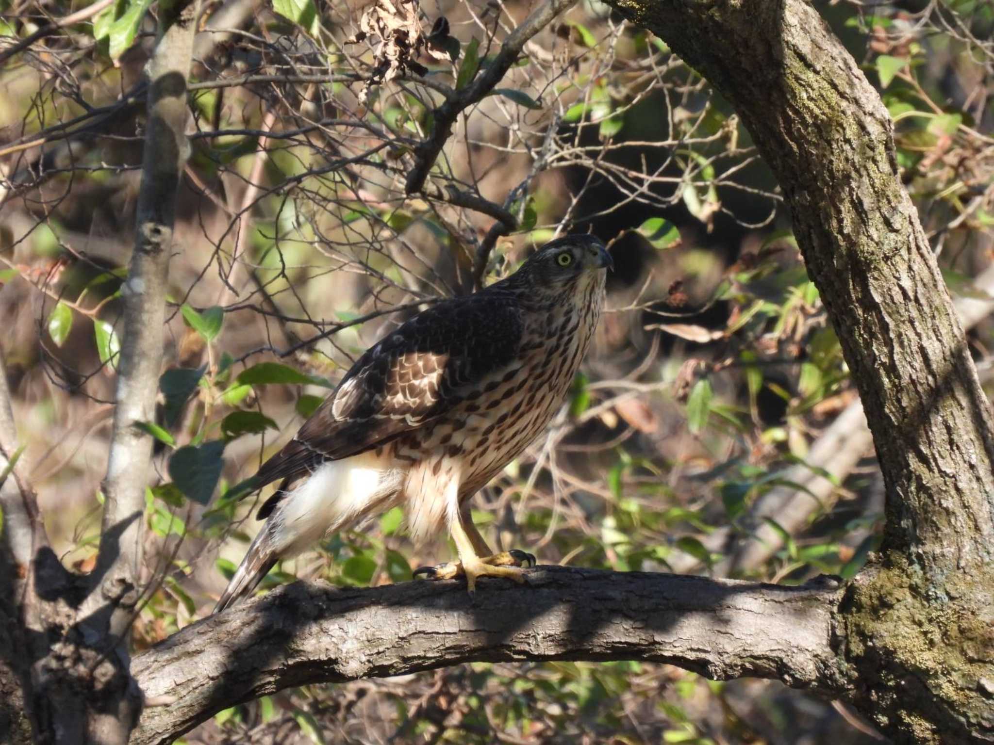 石神井公園 オオタカの写真 by TGUISS生の野鳥記