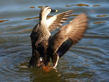 2021年11月28日(日) 石神井公園の野鳥観察記録