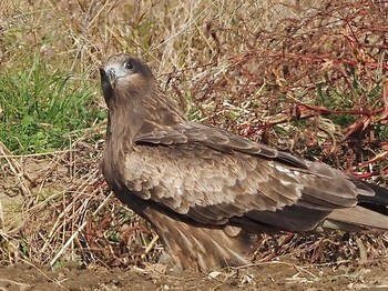 2021年11月26日(金) 安城市の野鳥観察記録