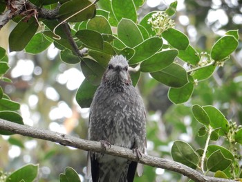 Brown-eared Bulbul Koishikawa Botanic Garden Fri, 4/21/2017