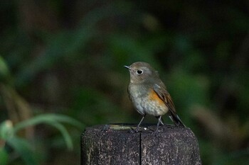 ルリビタキ 馬見丘陵公園 2021年11月28日(日)