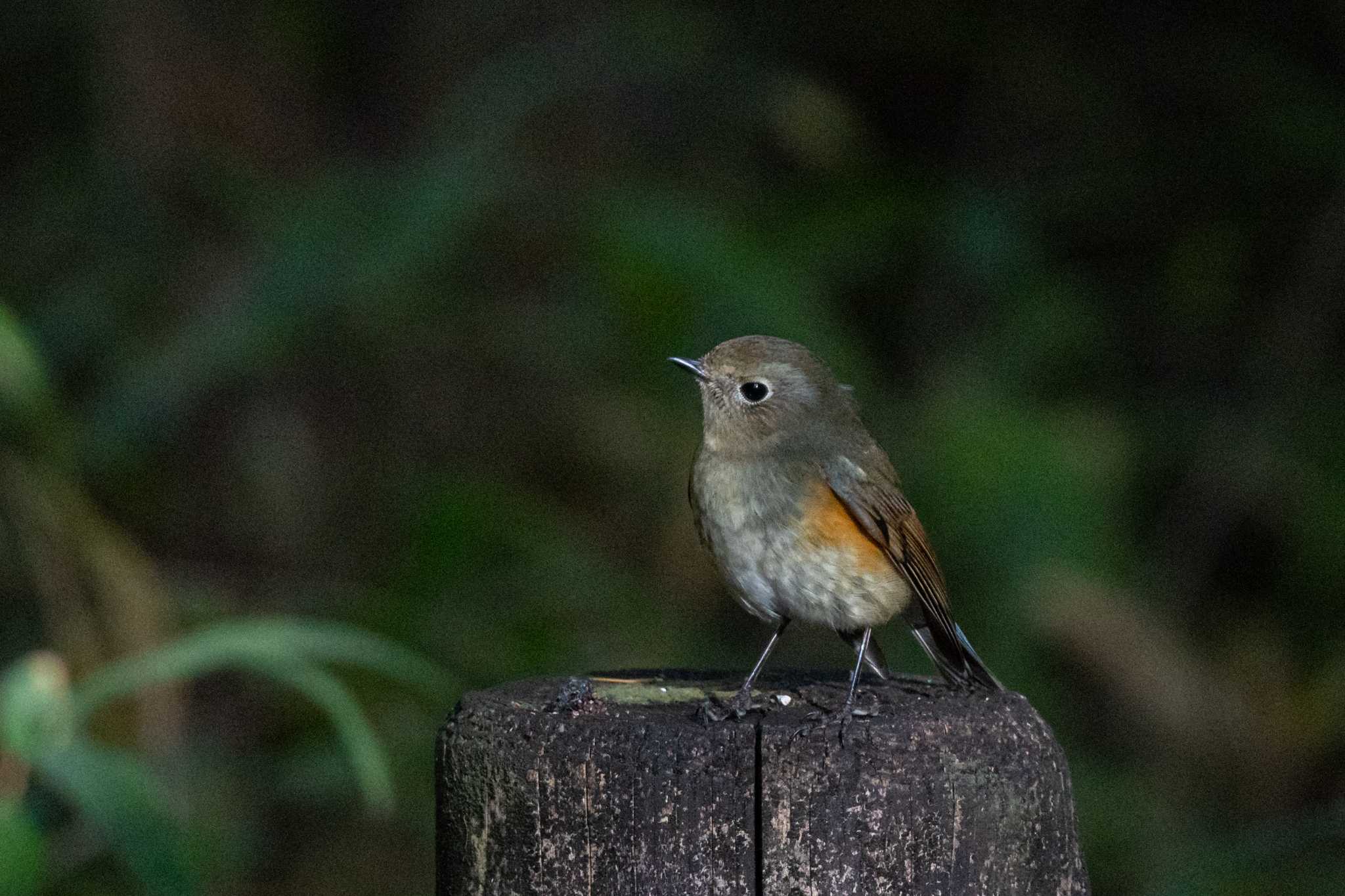 馬見丘陵公園 ルリビタキの写真 by veritas_vita