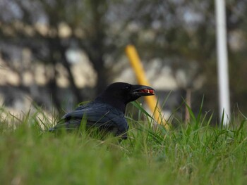 ハシブトガラス 上尾丸山公園 2021年11月21日(日)