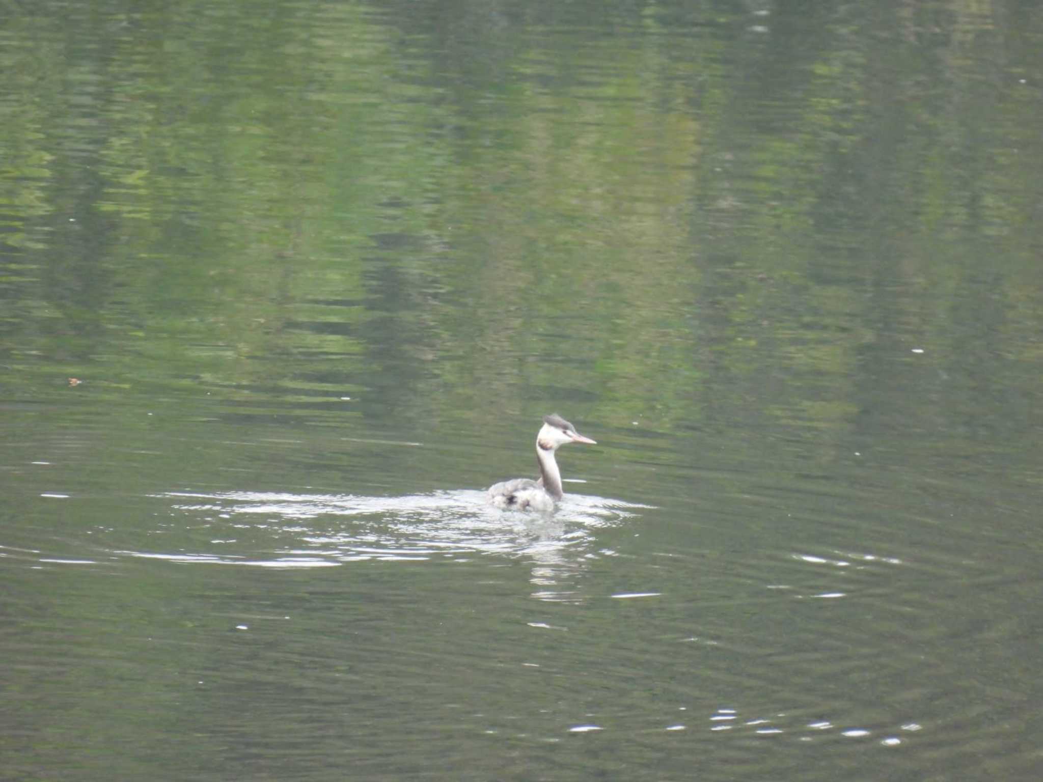 Untitled Photo by TGUISS生の野鳥記