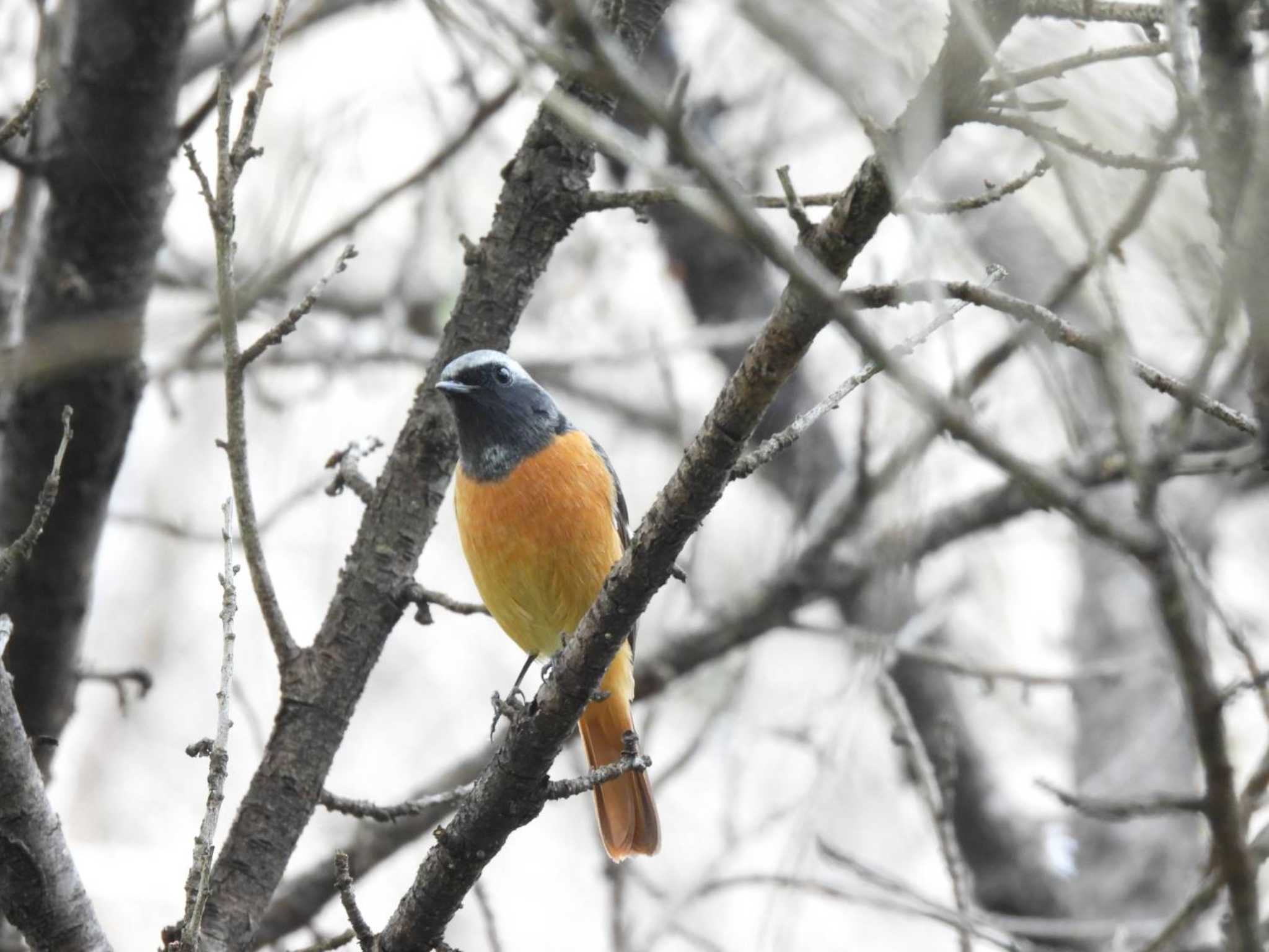 上尾丸山公園 ジョウビタキの写真 by TGUISS生の野鳥記