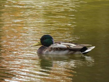 マガモ 上尾丸山公園 2021年11月21日(日)