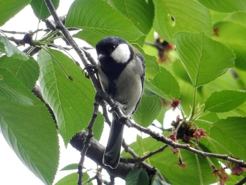 シジュウカラ 小石川植物園 2017年4月21日(金)