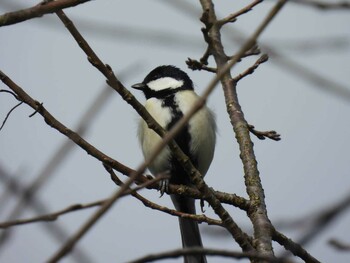 2021年11月21日(日) 上尾丸山公園の野鳥観察記録