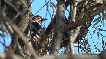 2021年11月28日(日) 三滝川上流の野鳥観察記録