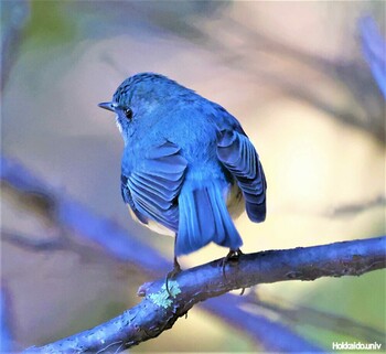 Red-flanked Bluetail 湖北水鳥センター Sun, 11/28/2021