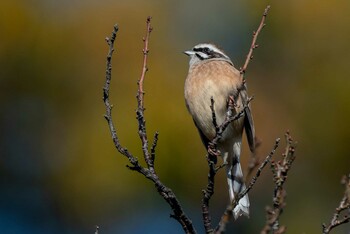 Meadow Bunting 馬見丘陵公園 Sun, 11/28/2021