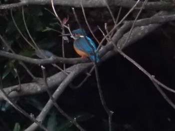 Common Kingfisher Meiji Jingu(Meiji Shrine) Thu, 5/4/2017