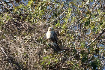 2021年11月28日(日) 横浜市の野鳥観察記録