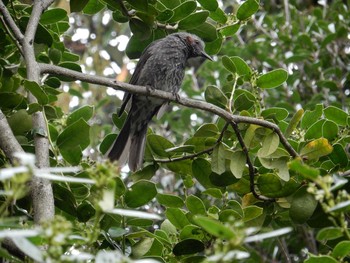 Brown-eared Bulbul Koishikawa Botanic Garden Fri, 4/21/2017