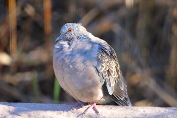 Oriental Turtle Dove 横浜市 Sun, 11/28/2021