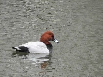 Common Pochard 二条城 Sat, 11/27/2021