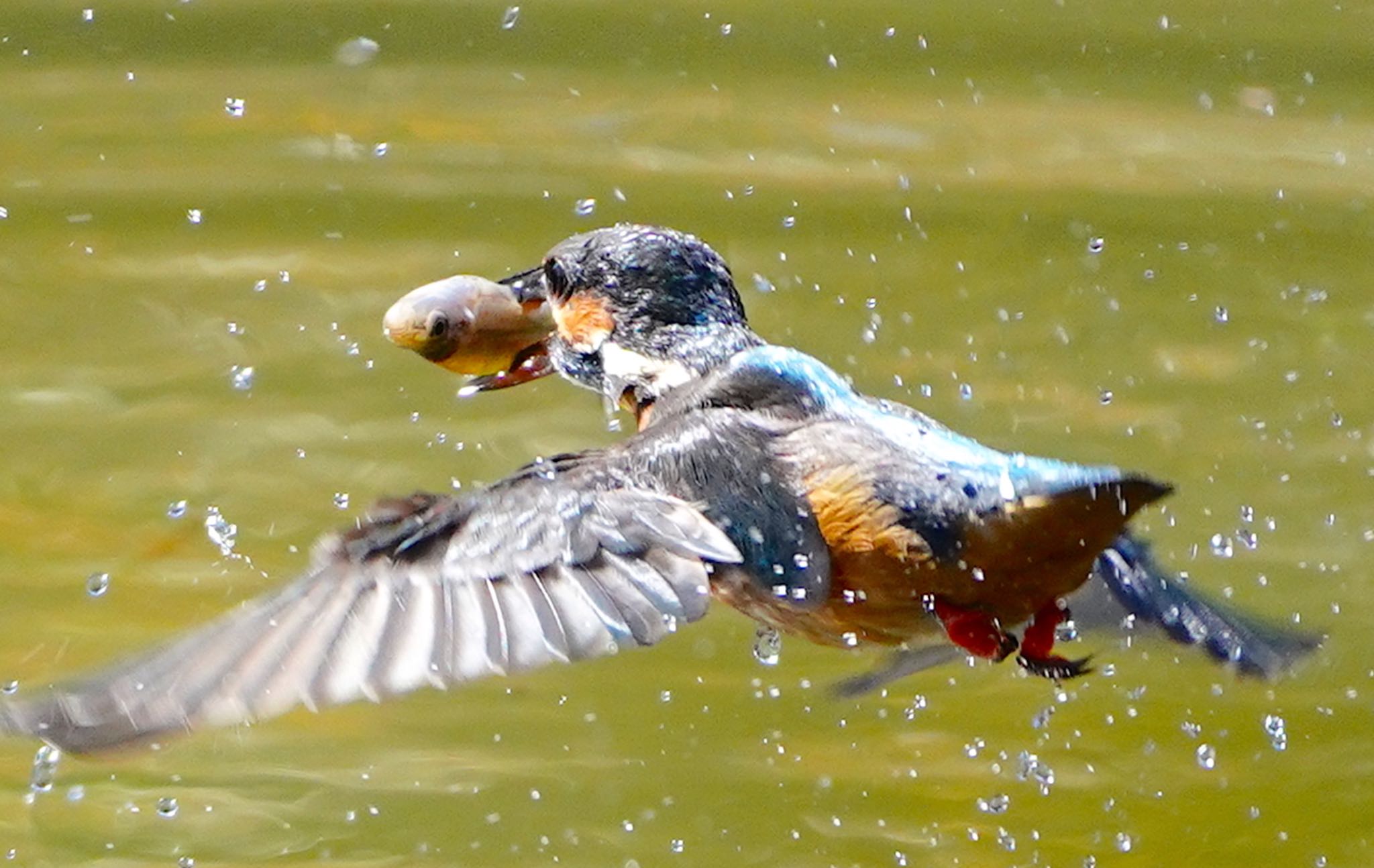 Common Kingfisher