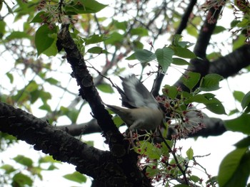 シメ 小石川植物園 2017年4月21日(金)