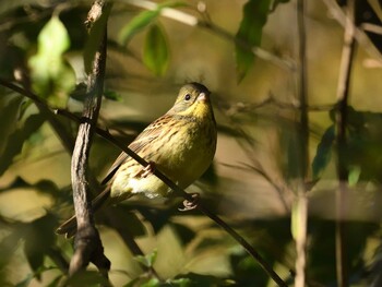 2021年11月28日(日) 東京港野鳥公園の野鳥観察記録