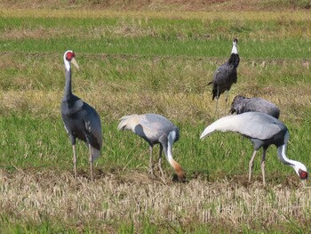 2021年11月26日(金) 出水市ツル観察センターの野鳥観察記録