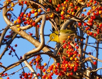 メジロ 大麻生野鳥の森公園 2021年11月28日(日)