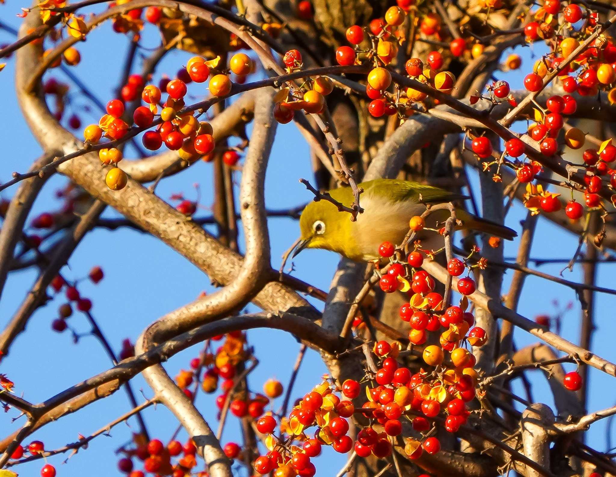 大麻生野鳥の森公園 メジロの写真 by merumumu