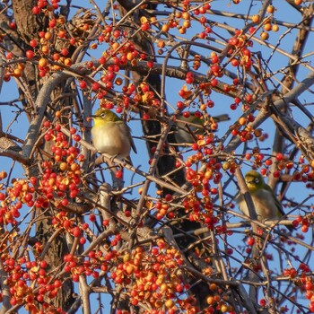 メジロ 大麻生野鳥の森公園 2021年11月28日(日)