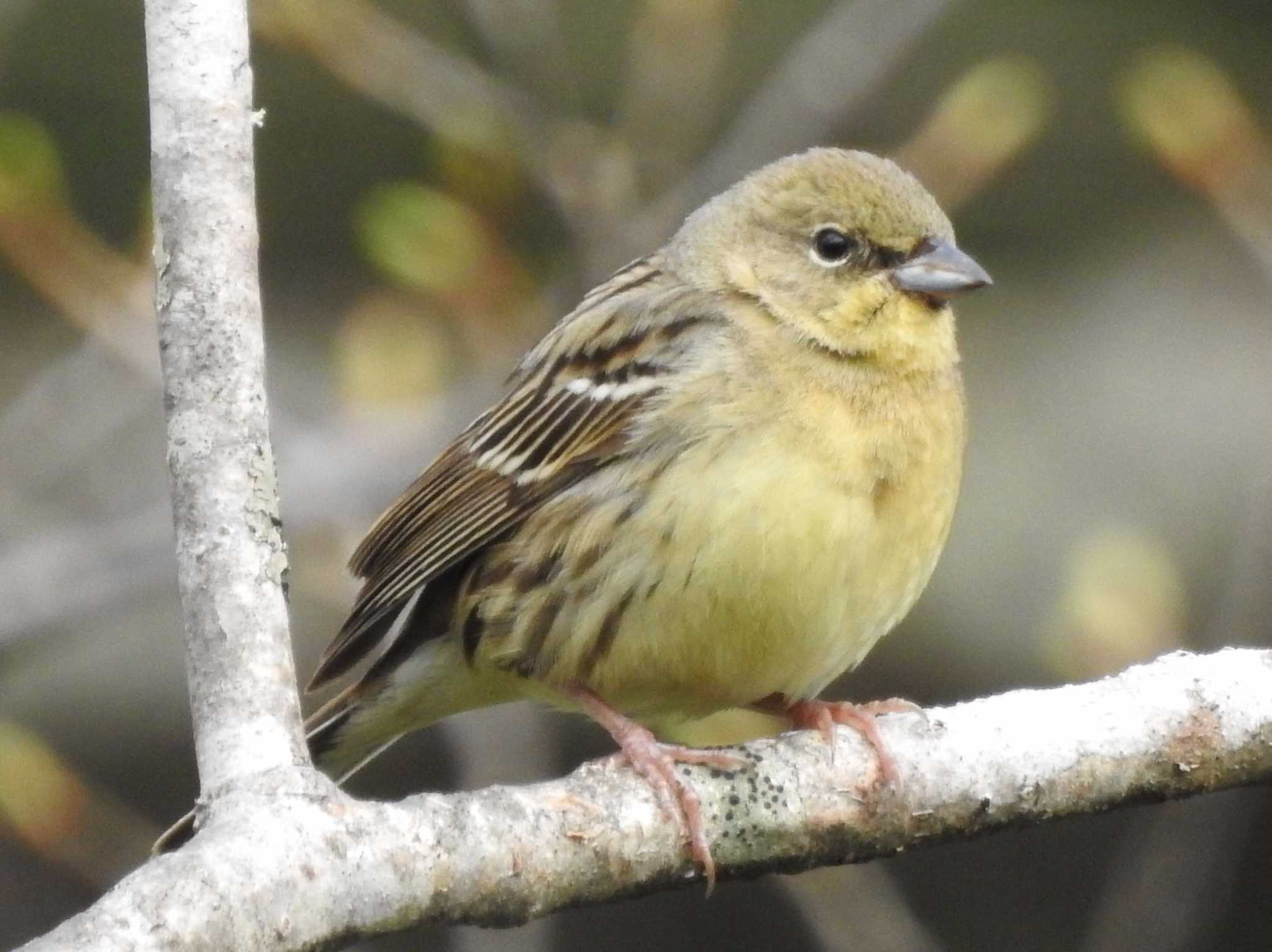 Photo of Yellow Bunting at Togakushi Forest Botanical Garden by 結城